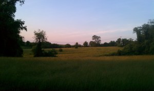 Field at Evening