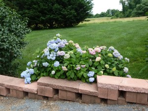 Hydrangeas