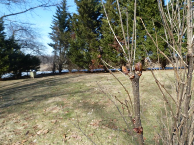Do you see the beehive there in the background? Our packages of new bees (we lost our colony in the move) will arrive in April!