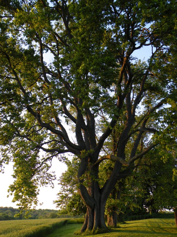 These Walls - Seeking Home - 4