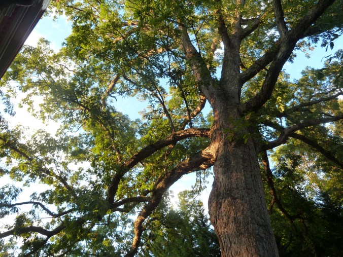 These Walls - Seeking Home - 9